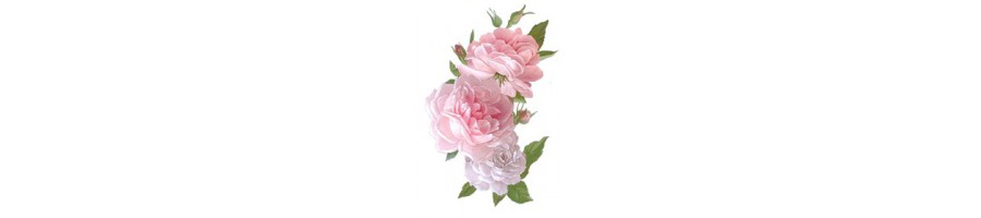 Décors Pivoine et rose anglaise